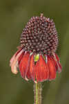 Grassleaf coneflower